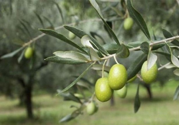 ΔΥΟ ΓΡΙΕΣ ΕΛΙΕΣ ΕΙΠΑΝ ΤΟ ΠΑΡΑΠΟΝΟ ΤΟΥΣ