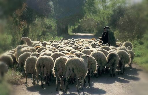 Ο ΤΣΟΠΑΝΗΣ ΟΔΗΓΕΙ ΤΑ ΠΡΟΒΑΤΑΚΙΑ