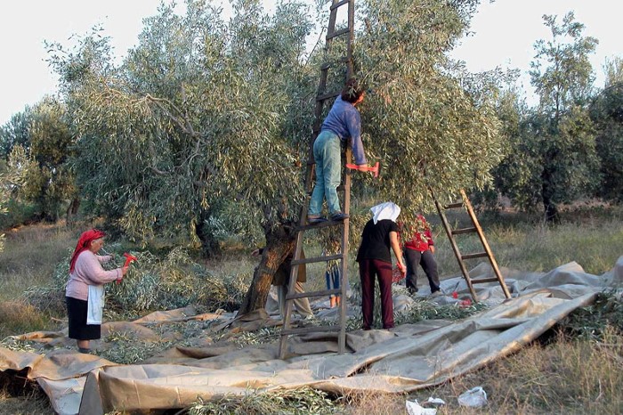 Η ΠΑΡΤΙΔΑ ΧΑΜΕΝΗ ΓΙΑ ΤΗΝ ΑΓΓΛΙΑ…