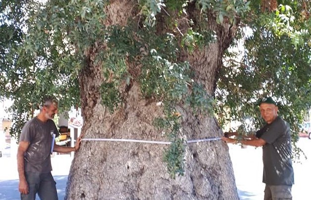 ΑΥΤΟΙ ΓΙΑ ΦΤΥΣΙΜΟ ΚΡΑΤΑΝΕ ΟΡΘΙΟ ΤΟ ΔΕΝΔΡΟ