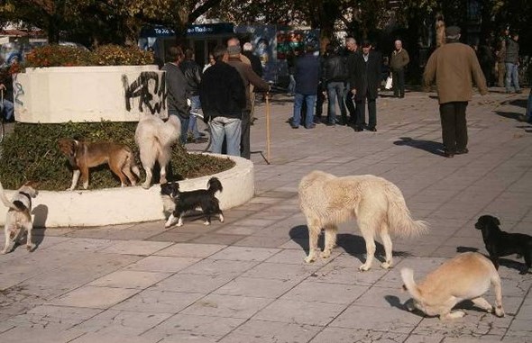 ΑΔΕΣΠΟΤΑ ΣΚΥΛΙΑ ΣΤΗ ΧΩΡΑ ΤΩΝ ΑΔΕΣΠΟΤΩΝ ΚΑΤΟΙΚΩΝ