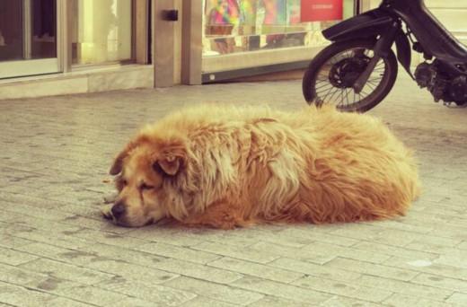 Ο ΣΩΚΡΑΤΗΣ ΔΕΝ ΑΝΤΕΞΕ ΤΟ ΘΑΝΑΣΙΜΟ ΧΤΥΠΗΜΑ