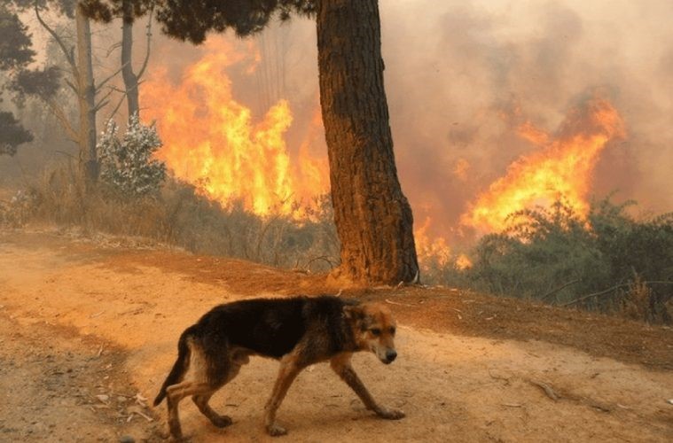 ΚΑΜΙΑ ΛΥΠΗ ΓΙΑ ΤΑ ΦΙΔΙΑ