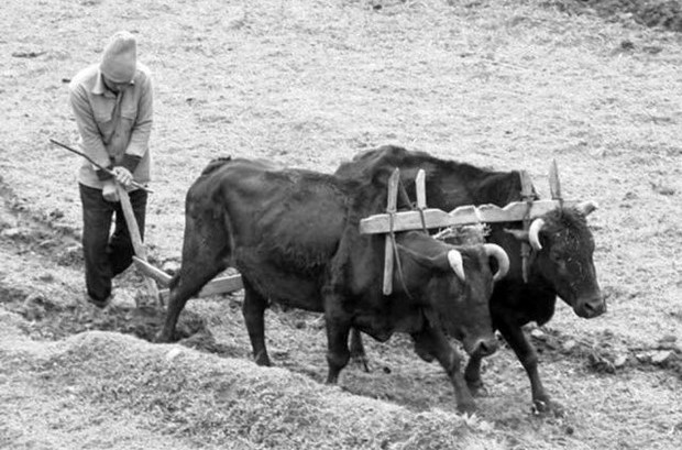 ΤΑ ΖΩΑ ΕΧΟΥΝ ΔΙΚΑΙΩΜΑΤΑ, ΤΟ ΑΝΕΚΔΟΤΟ….